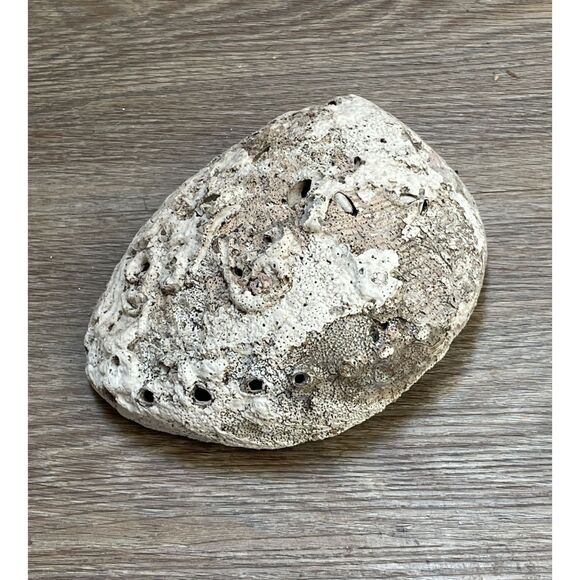 Vintage Beautiful Natural Abalone Shell Collectible Art Shell - Picture 2 of 4